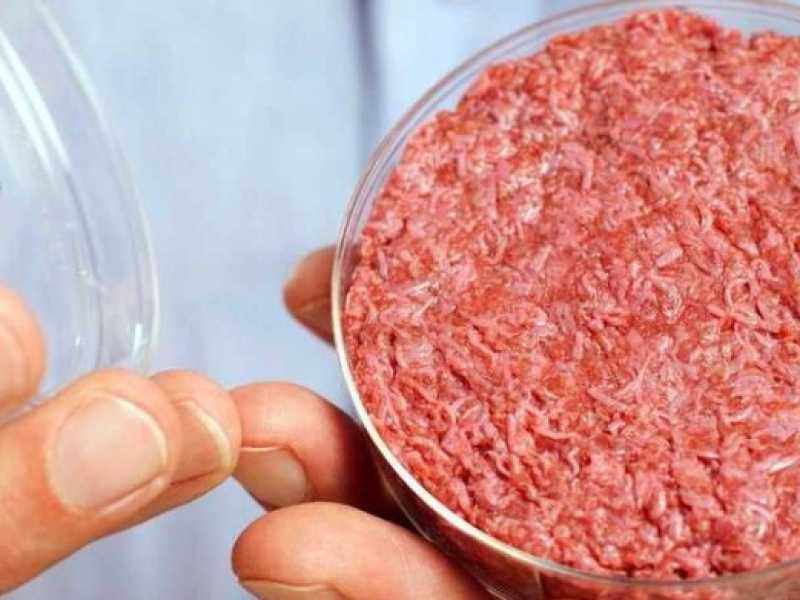 Una porzione di carne artificiale in vitro