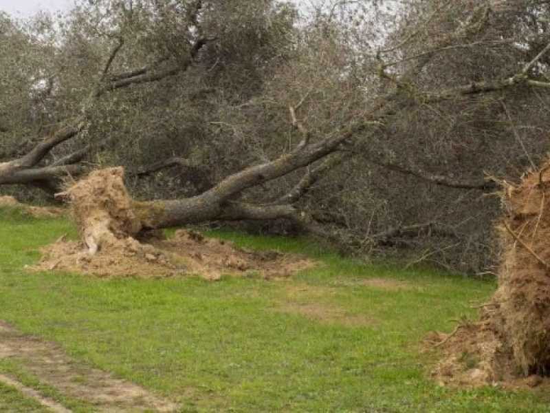 Ulivi eradicati nell'ambito del piano Xylella (foto LaPresse)