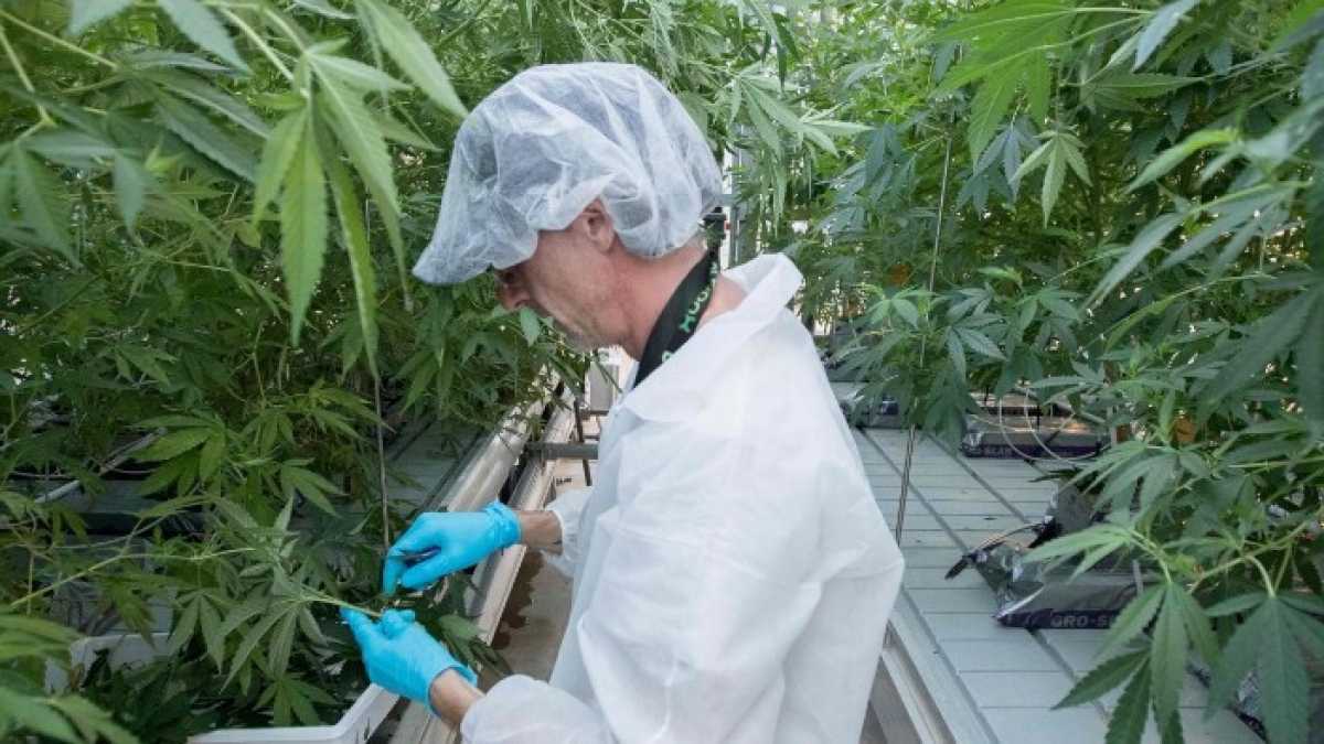 Immagine di Lo scontro nel governo sulla cannabis (e sulla Tav)
