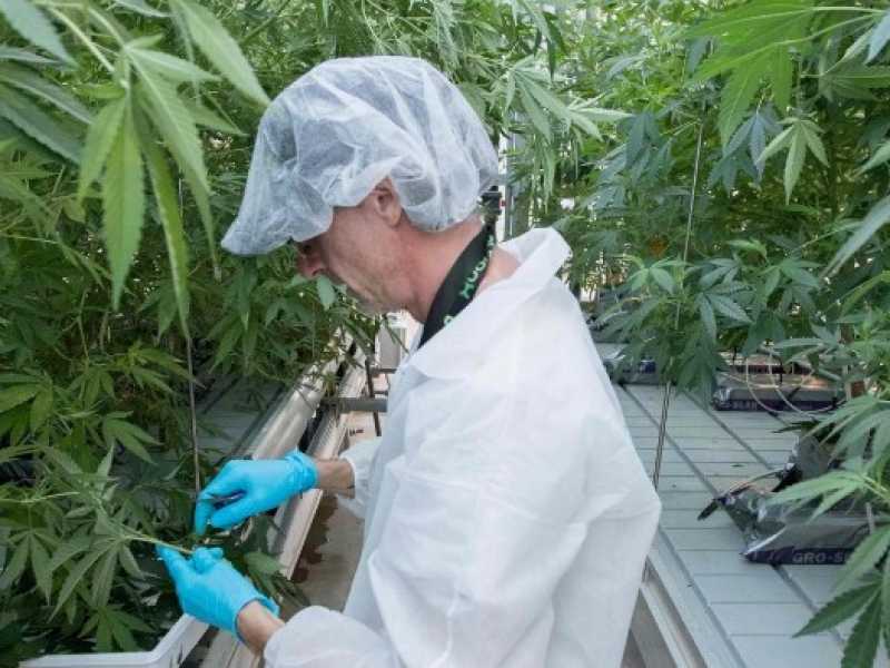 Il Canada legalizza la marijuana ad uso ricreativo (foto LaPresse)