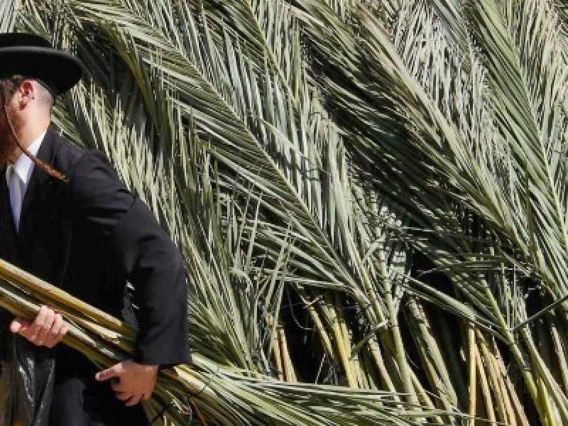 Gerusalemme. Un ebreo haredim  trasporta foglie di palma per la festa del Sukkot