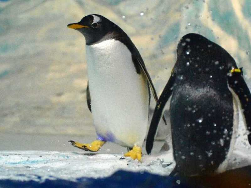 Cina, i pinguini dell'acquario di Harbin combattono il caldo estivo (LaPResse)