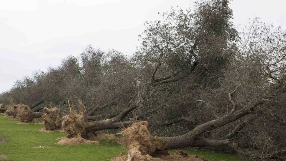 Immagine di Xylella mortale