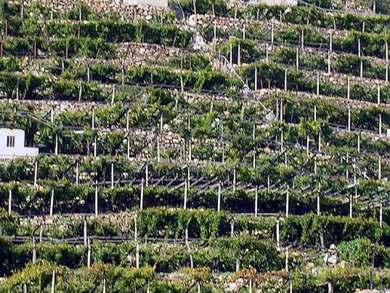 L’importanza dell’uomo in agricoltura
