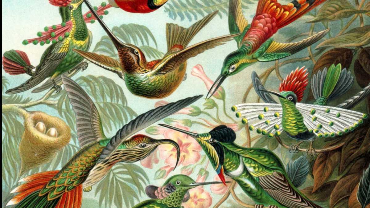 Immagine di Il grande volo del colibrì