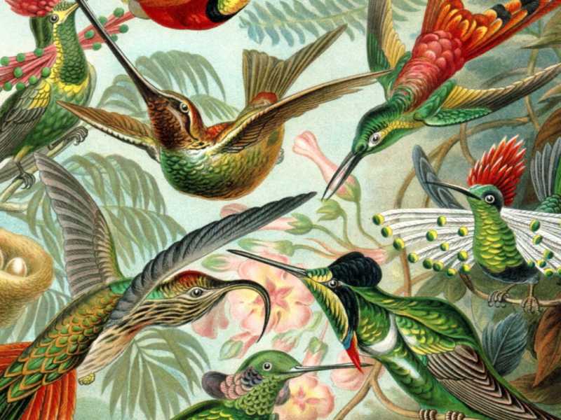 I colibr&igrave; in una celebre tavola del 1904 dello zoologo, filosofo e artista tedesco Ernst Haeckel (&copy; biolib.de)