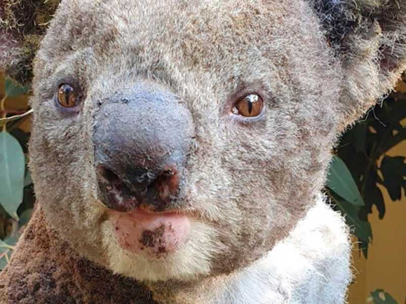 Un koala ferito in un incendio a Kangaroo Island, nell'Australia Meridionale (foto LaPresse)