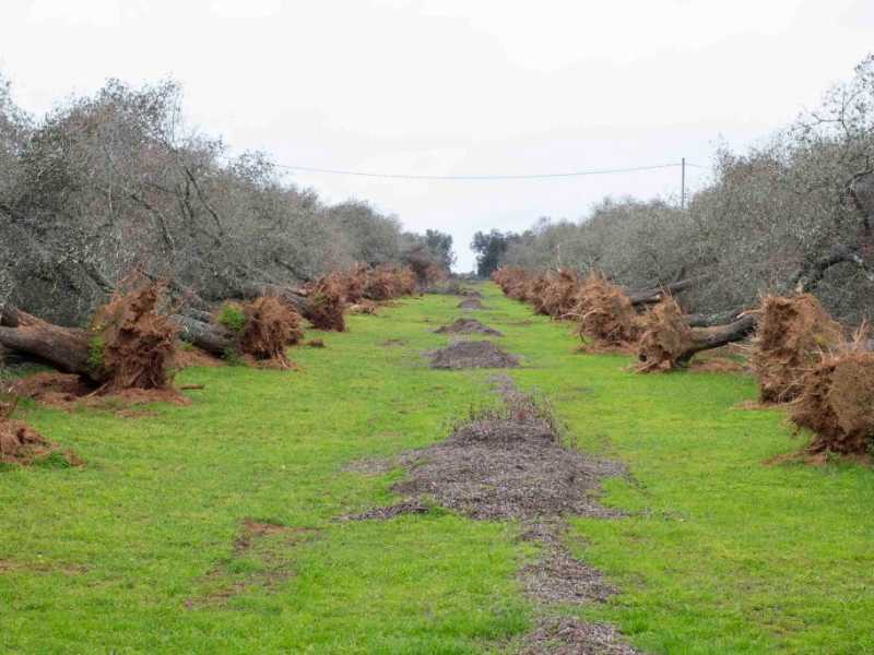 Alberi di ulivo eradicati nell'ambito del Piano Silletti contro la Xylella fastidiosa (foto LaPresse)