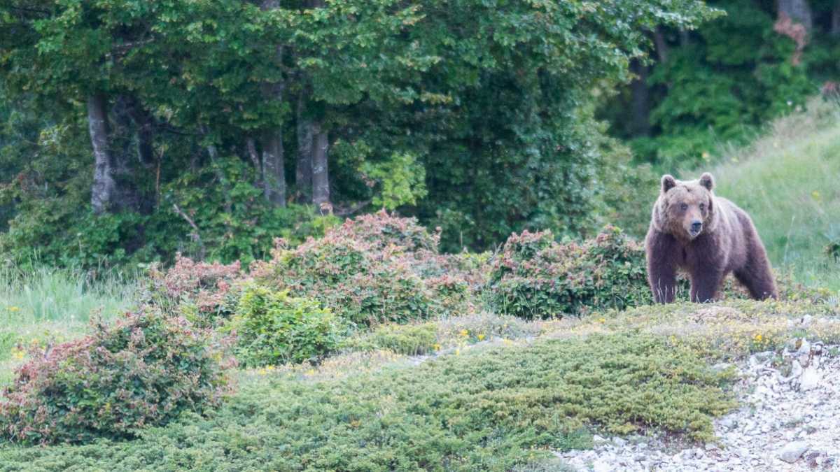 Immagine di C'è pure chi con gli orsi ha imparato a conviverci