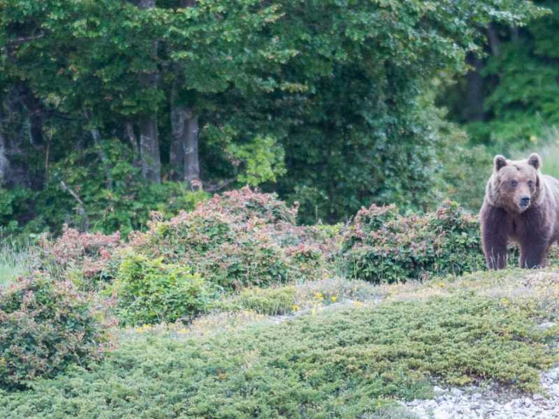 C'è pure chi con gli orsi ha imparato a conviverci