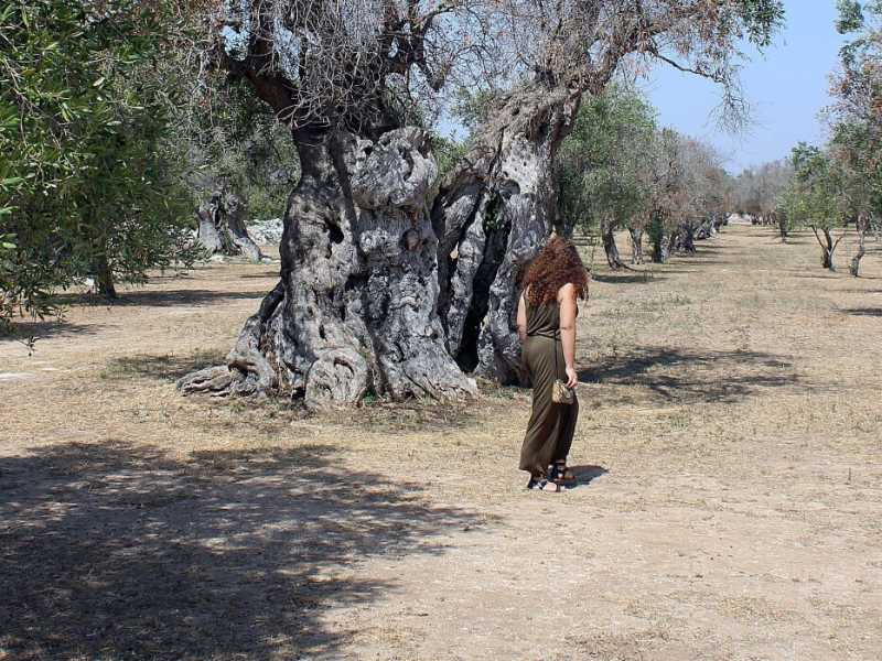 La millenaria "Regina" del Salento (foto LaPresse)