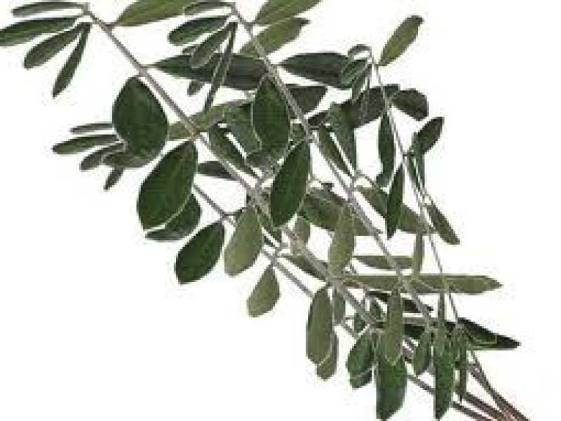 L’ulivo al vento della Cei dal sobrio “fate voi” al fraterno gemellaggio cigiellino