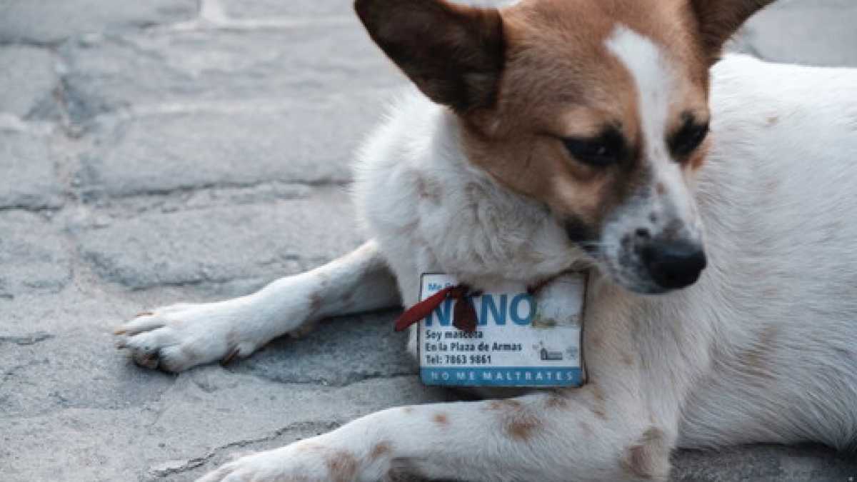 Immagine di Un cane collettivo