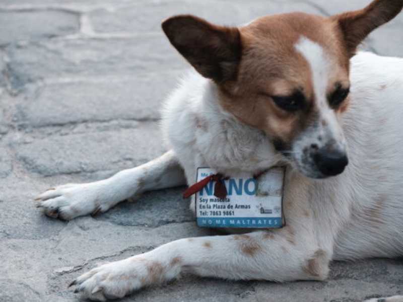 Un cane collettivo