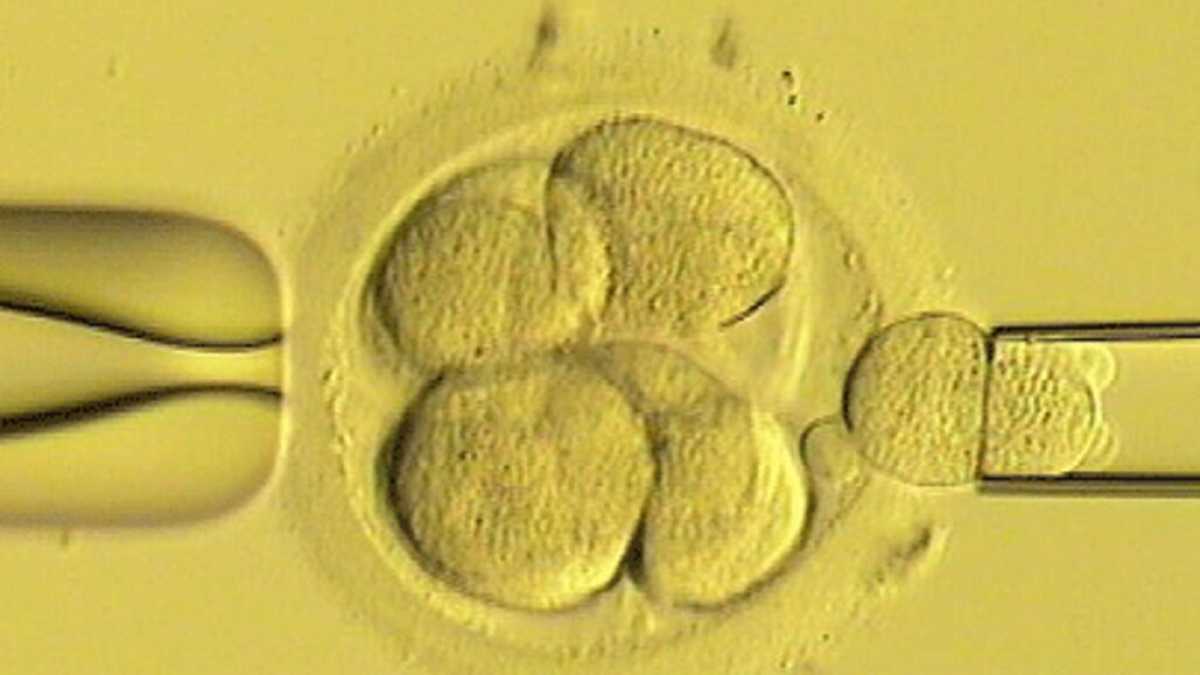 Immagine di Lo scienziato italiano che vuole fabbricare figli con quattro genitori