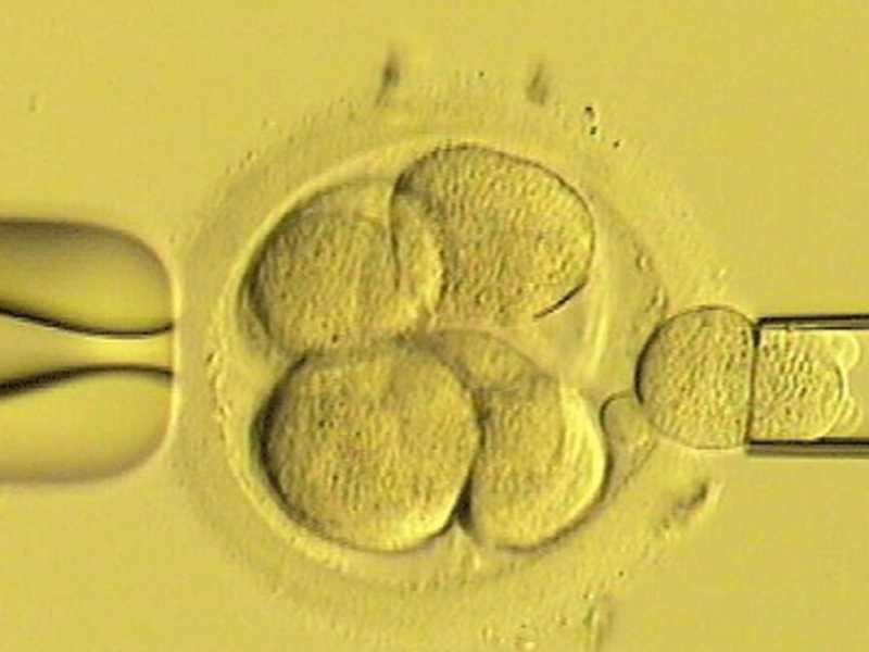 Lo scienziato italiano che vuole fabbricare figli con quattro genitori