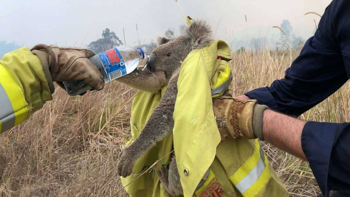 Immagine di La guerra dei koala