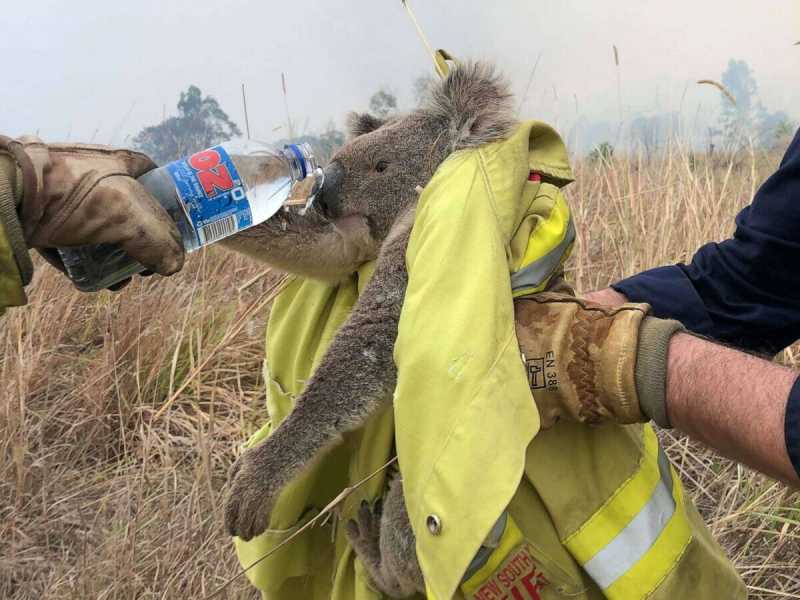 La guerra dei koala