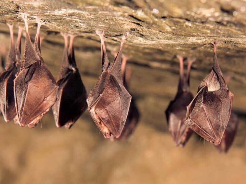 Il bestiario del Covid