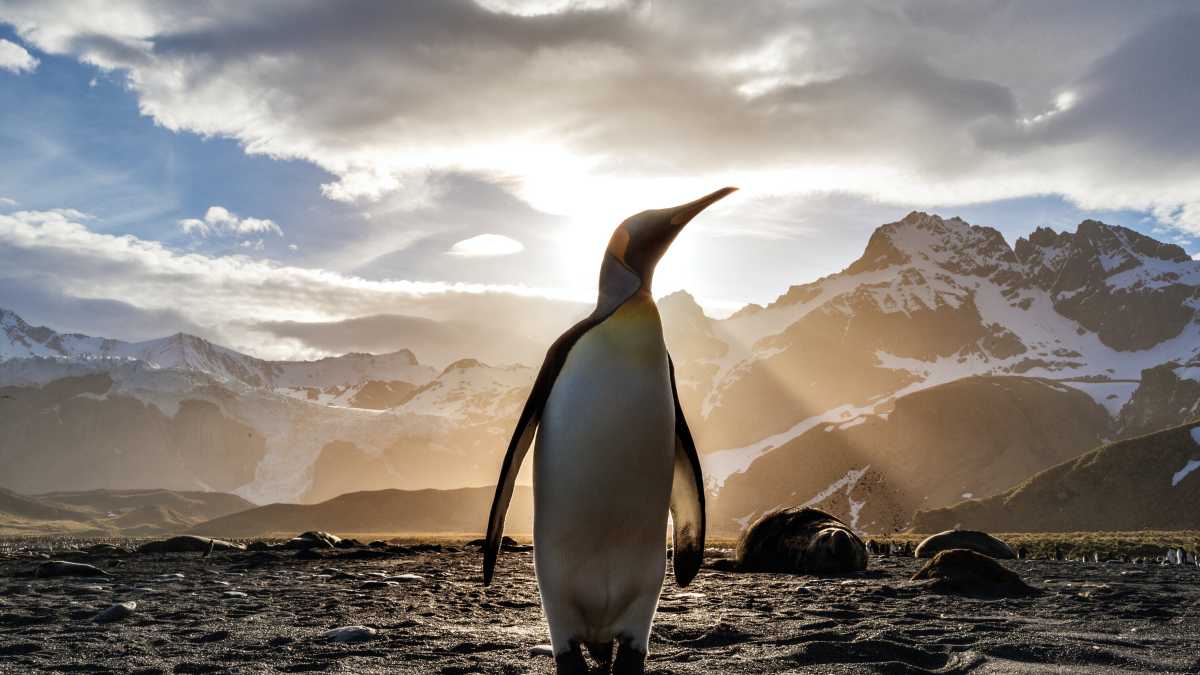 Immagine di Lettera di un pinguino giallo