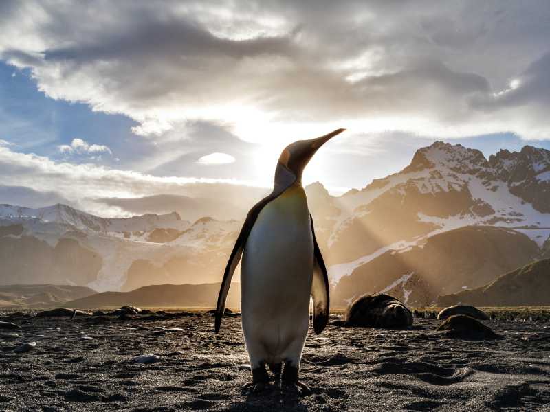 Lettera di un pinguino giallo