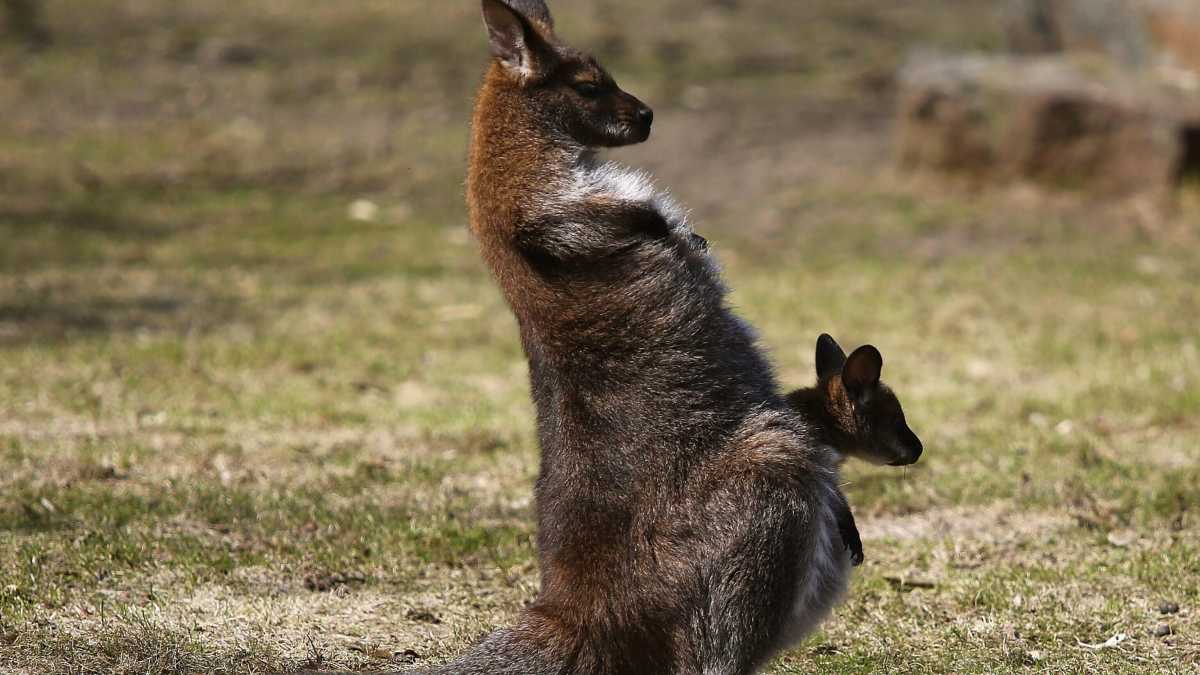 Immagine di Scontro di civiltà sul canguro