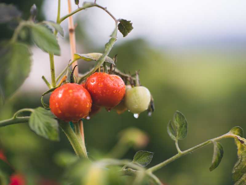 L’eterna review biodinamica. Il presunto supporto scientifico