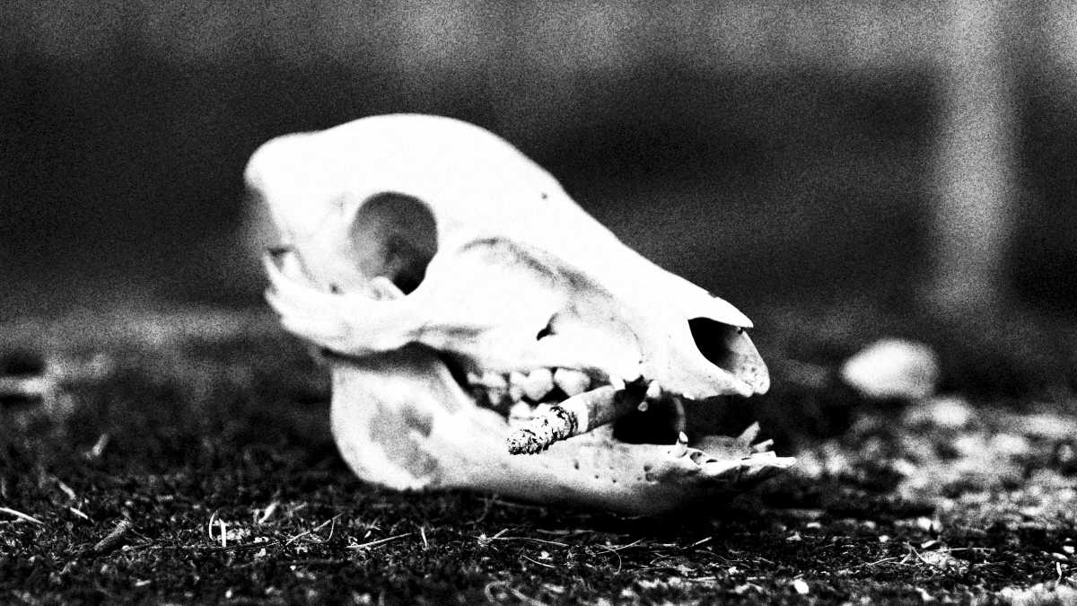 Immagine di Smaltimento carcasse: occhio a dove metti i piedi