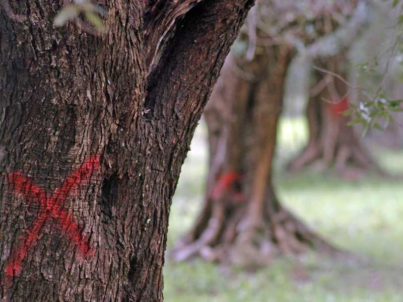 Emiliano e i negazionisti della Xylella