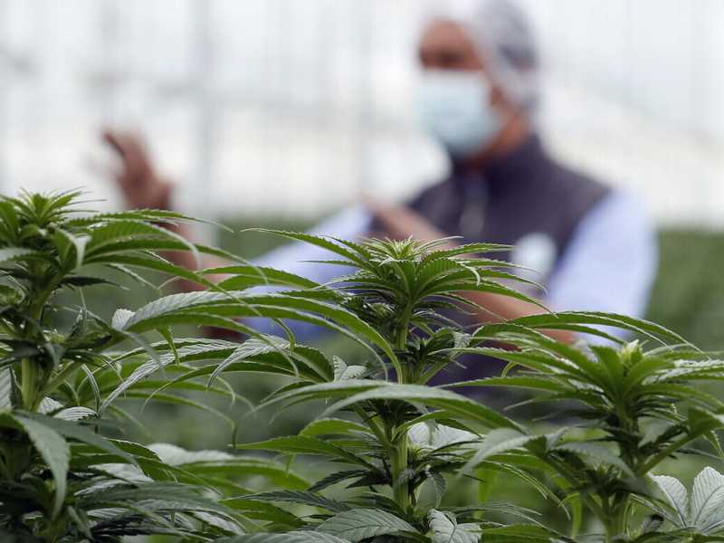 Rileggere Paolo Borsellino sulla legalizzazione della cannabis