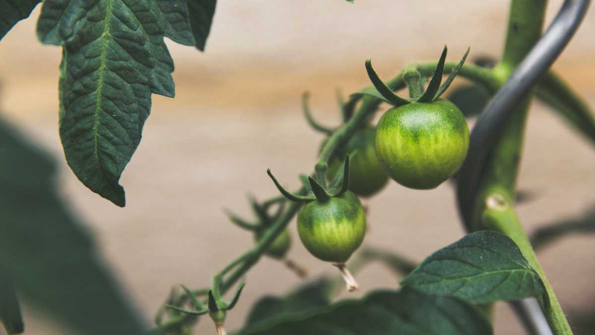 Immagine di I veti ideologici dell'agricoltura bio sui pesticidi. Ecco le conseguenze