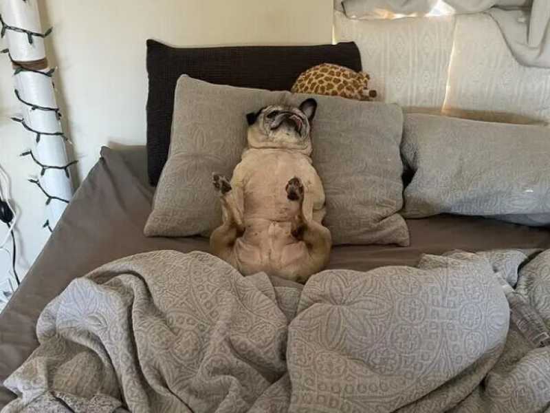 Il cane-oracolo di TikTok e l'algoritmo che non è affatto innocuo