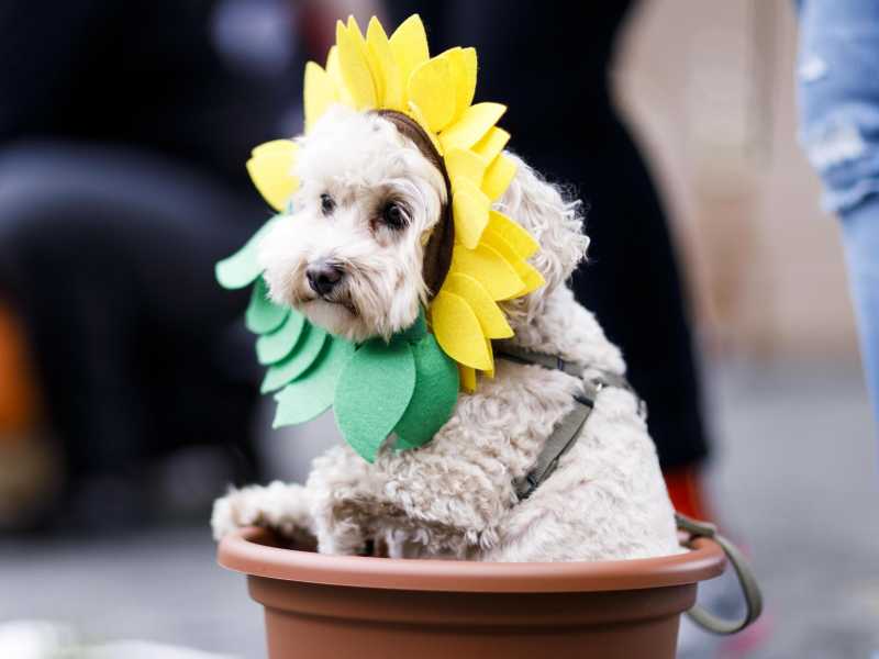 Anche i cani sfilano con addosso il vestito "Tax the rich"