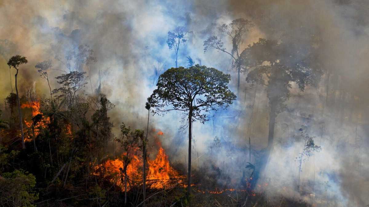 Immagine di La voce della coscienza collettiva ci dice: il ramo su cui sediamo sta crollando
