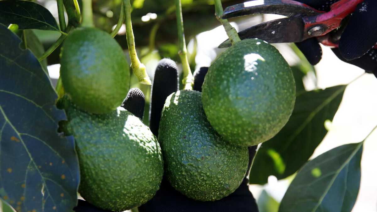 Immagine di Maledetti avocadi. Fanno male all'ambiente