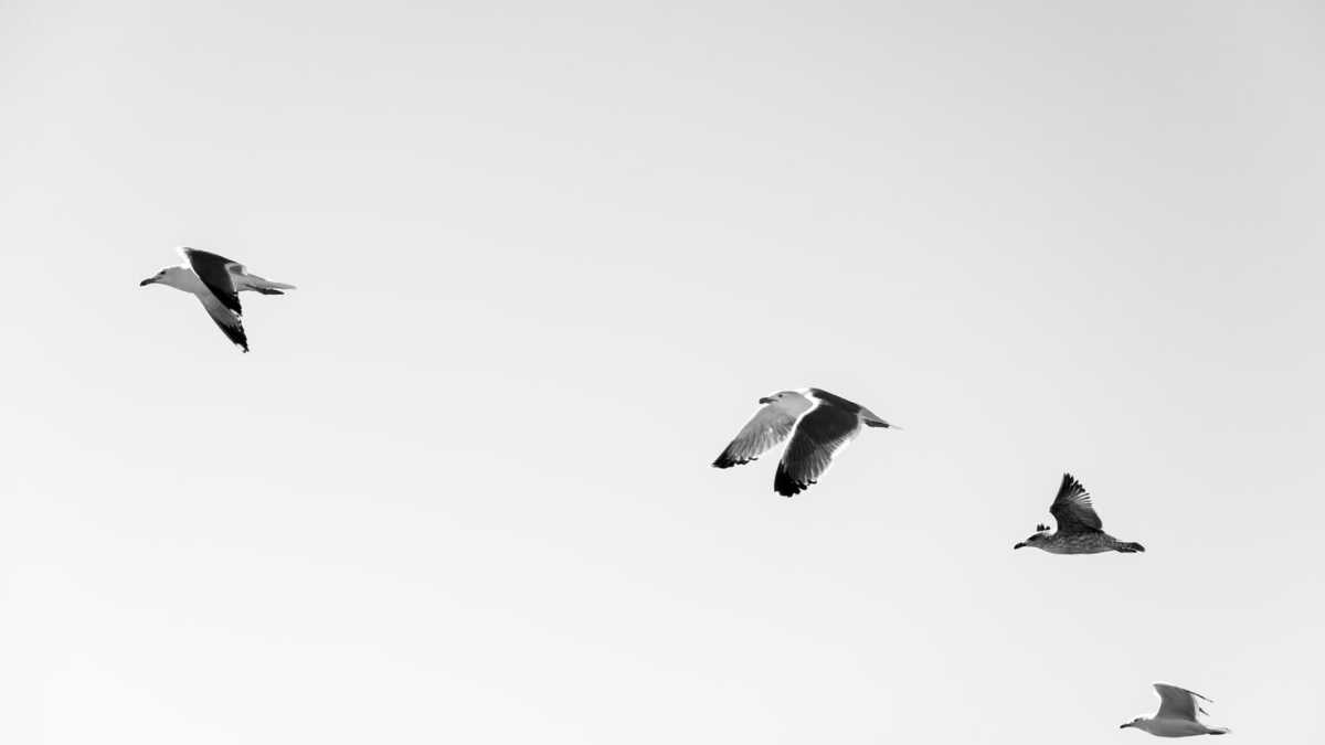 Immagine di Birds aren’t real, il complotto contro i complotti che manda in tilt l’America