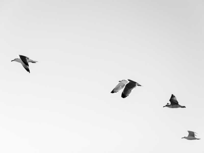 Birds aren’t real, il complotto contro i complotti che manda in tilt l’America