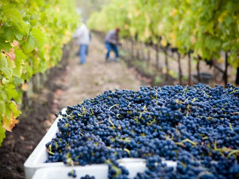 Photo by Lasseter Winery on Unsplash&nbsp;<br />