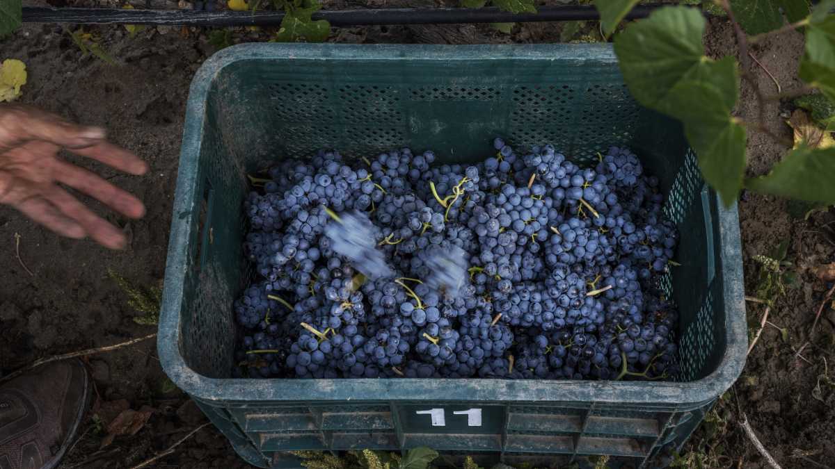 Immagine di Cari onorevoli, perché tutelare per legge il biodinamico, cioè il pensiero magico?