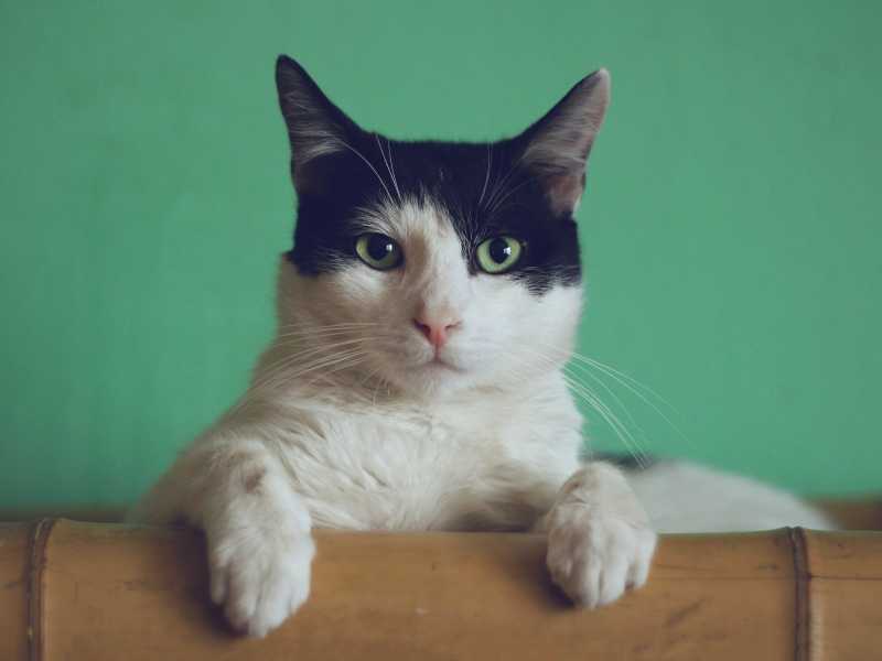 (foto di Manja Vitolic)