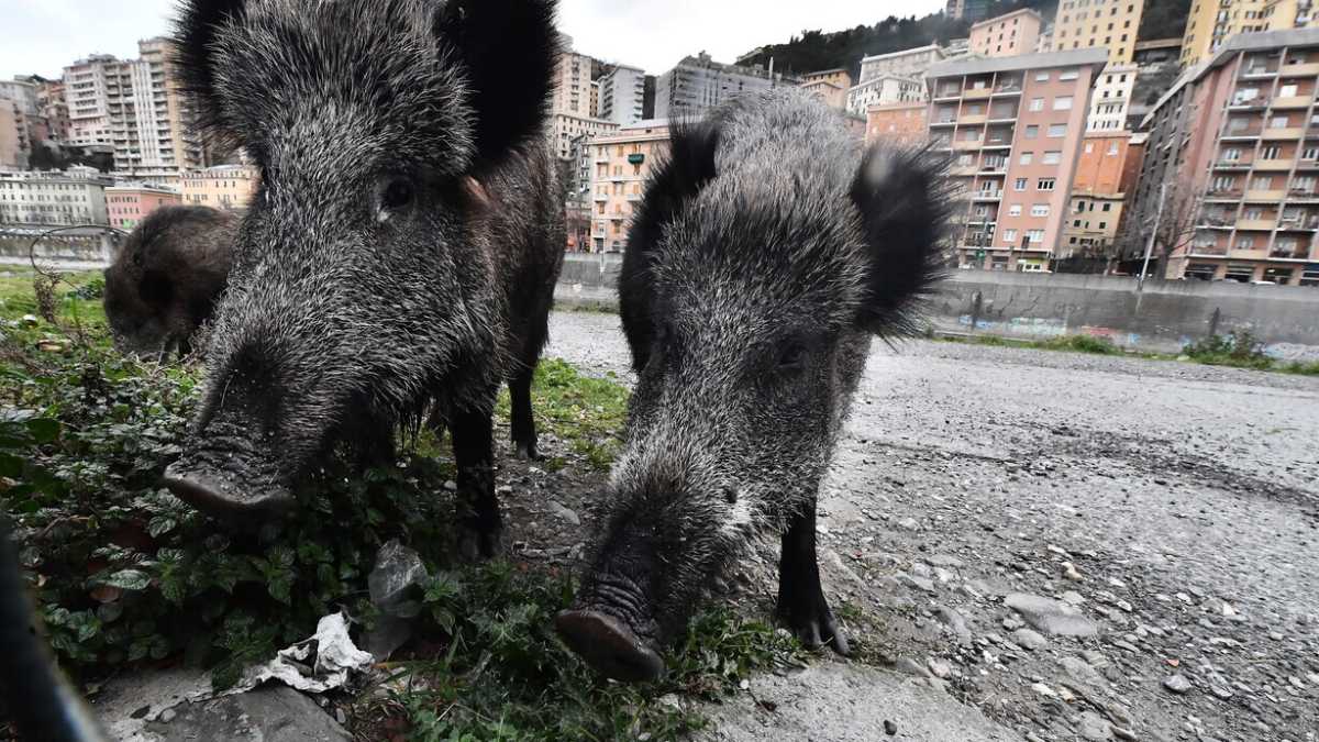 Immagine di La peste suina africana porta un nuovo (piccolo) lockdown a Roma
