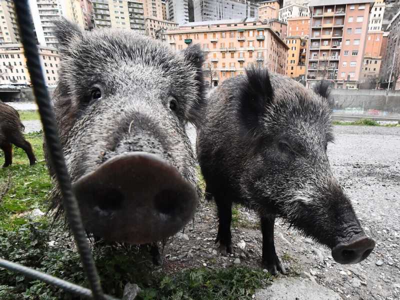 La peste suina sgonfia l'invasione di cinghiali: a breve il piano abbattimenti