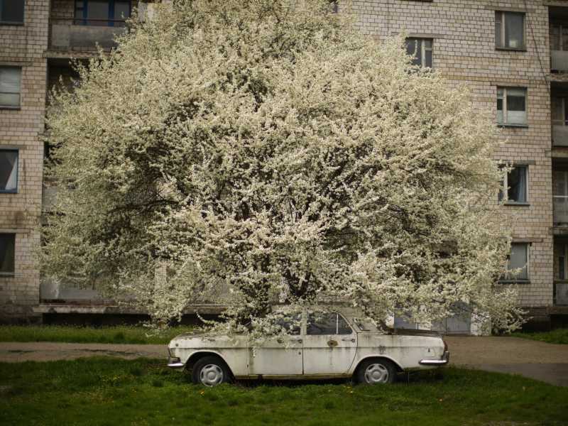 Un&rsquo;automobile abbandonata sotto un albero in fiore a Chernobyl, aprile di quest&rsquo;anno (LaPresse)&nbsp;<br />