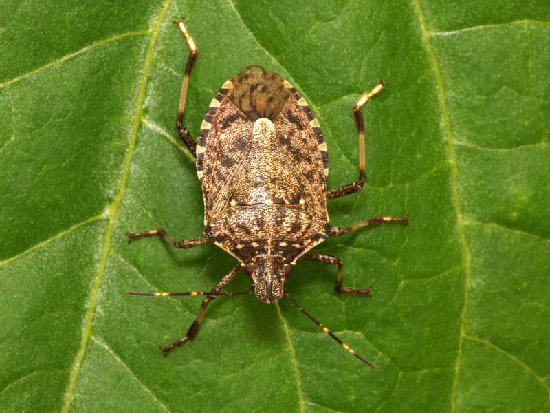 Halyomorpha halys (wikipedia)&nbsp;<br />