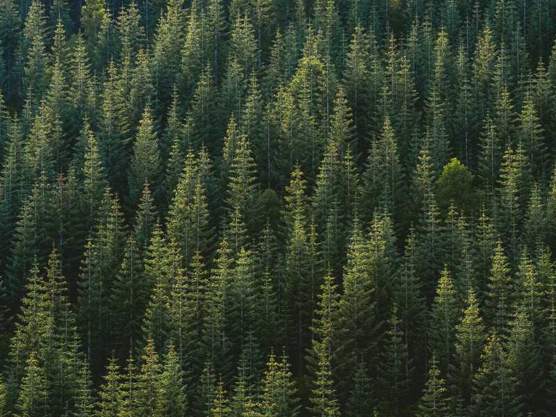 (foto Unsplash)