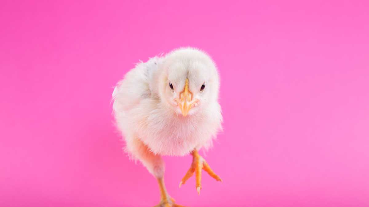 Immagine di Lo studio del neuroscienziato Vallortigara alimenta la tesi delle conoscenze innate