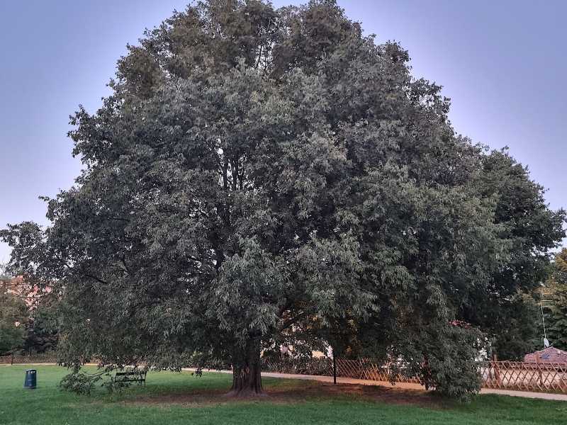  Foto di Camillo Langone