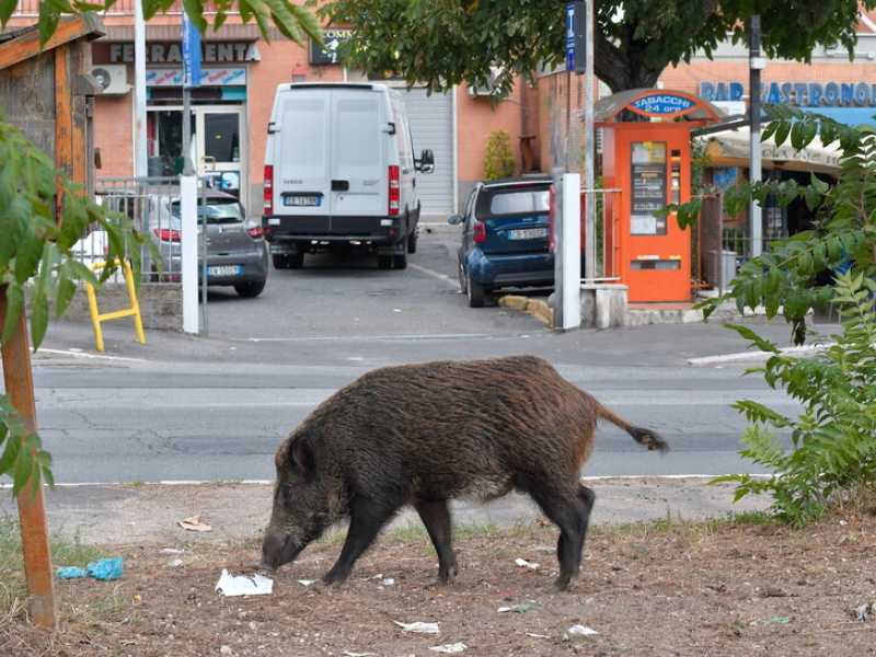 Nuova stretta sui cinghiali nella Capitale. Pronto intervento ai cassonetti