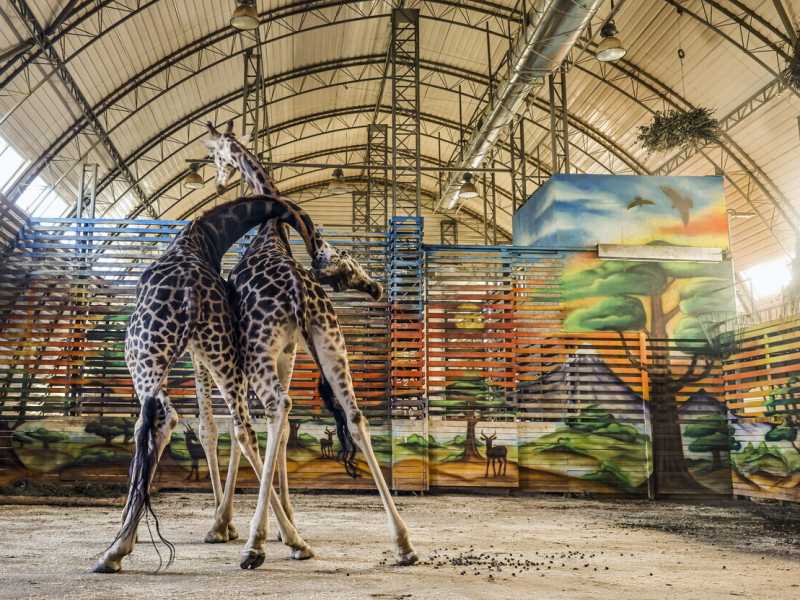 Le giraffe dello zoo di Mykolaiv (Ansa)&nbsp;