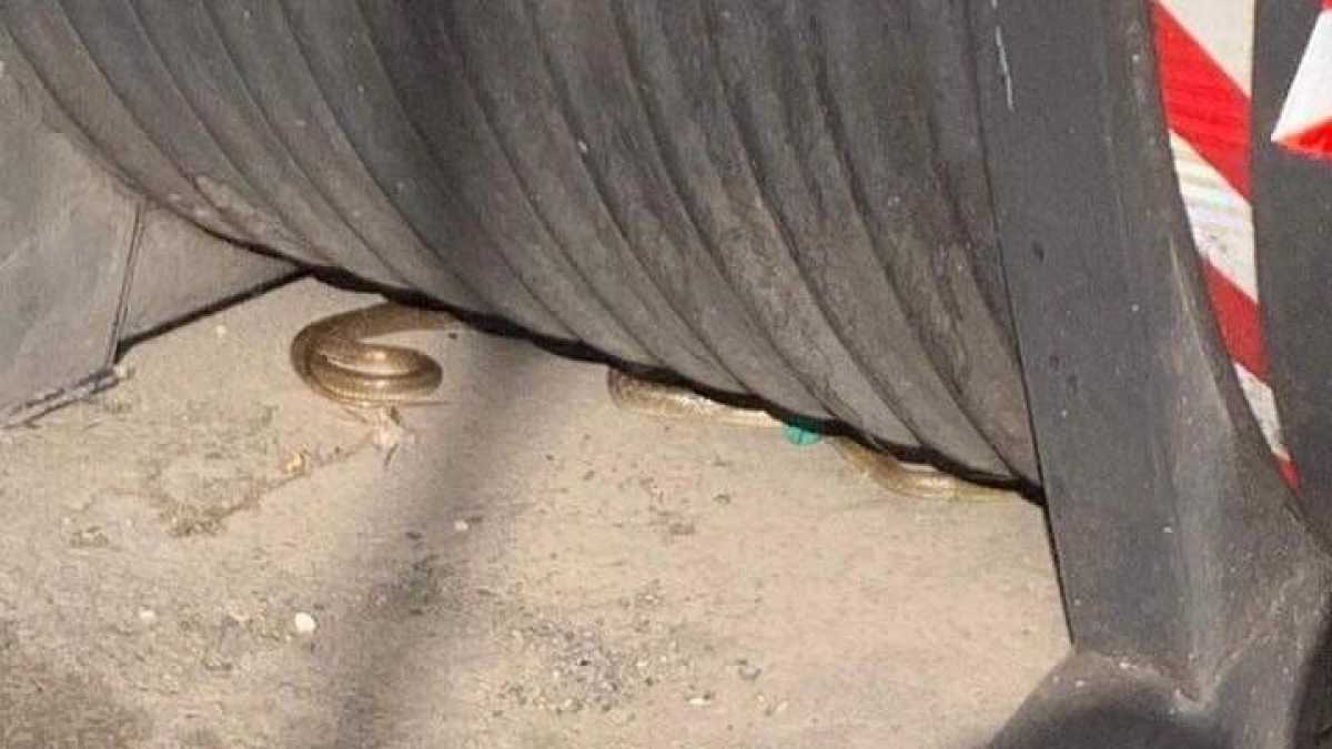 Immagine di La presenza dei serpenti a Roma non è come quella di gabbiani e cinghiali. Parla l'esperto